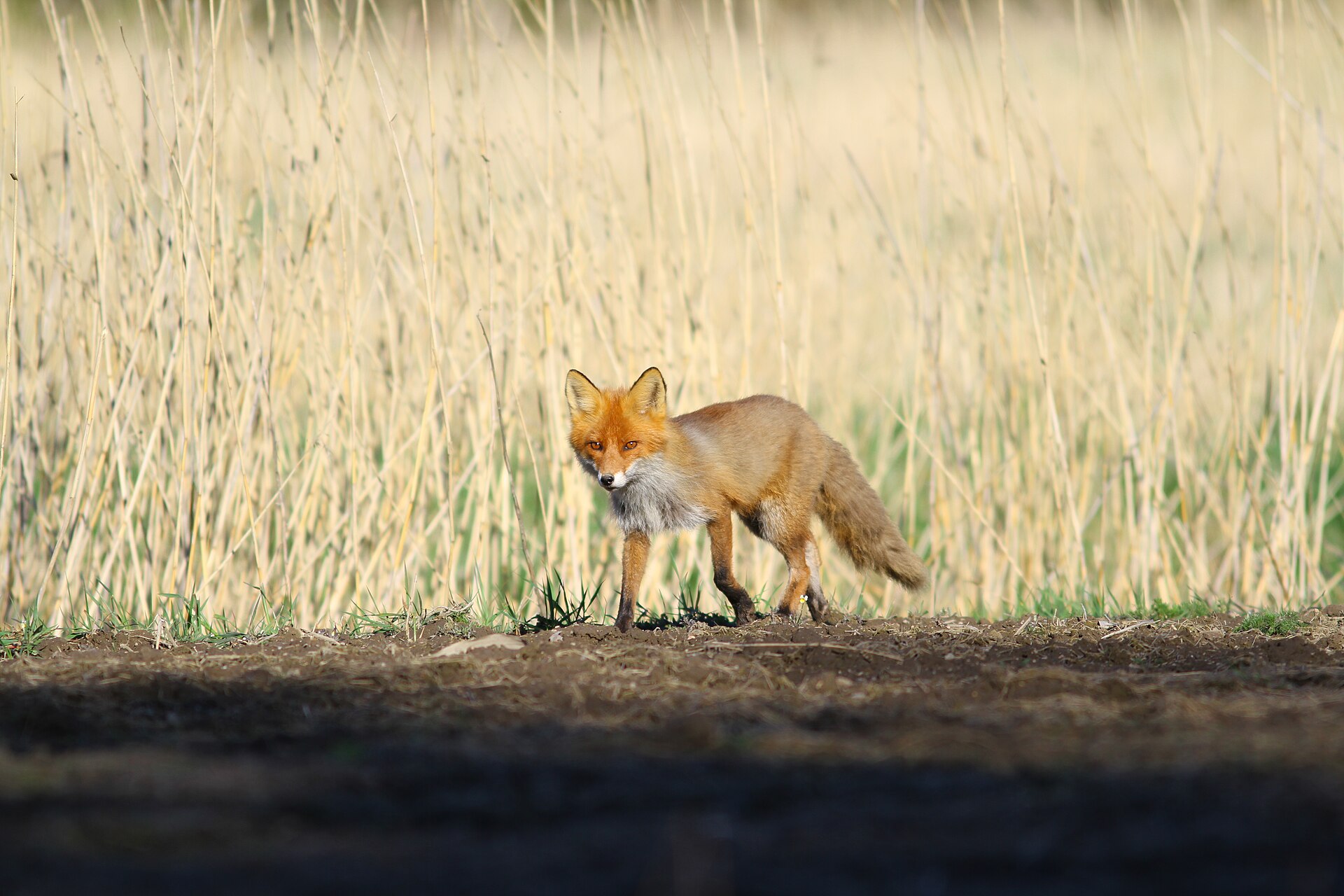 A red fox standing alert at the edge of a field of pale dry grass, watching for movement