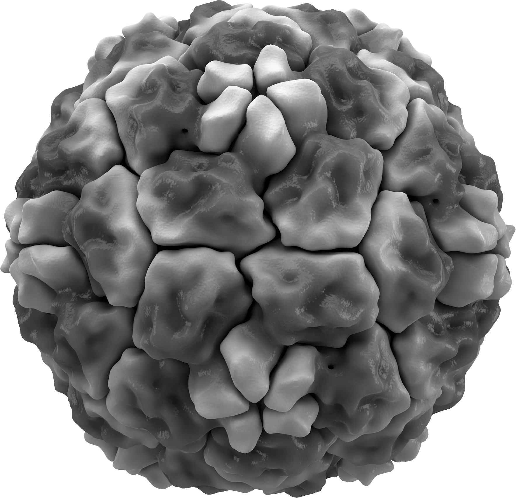 A model of a rhinovirus particle, a knobbly grey ball, one of the many hundreds of different viruses that cause colds