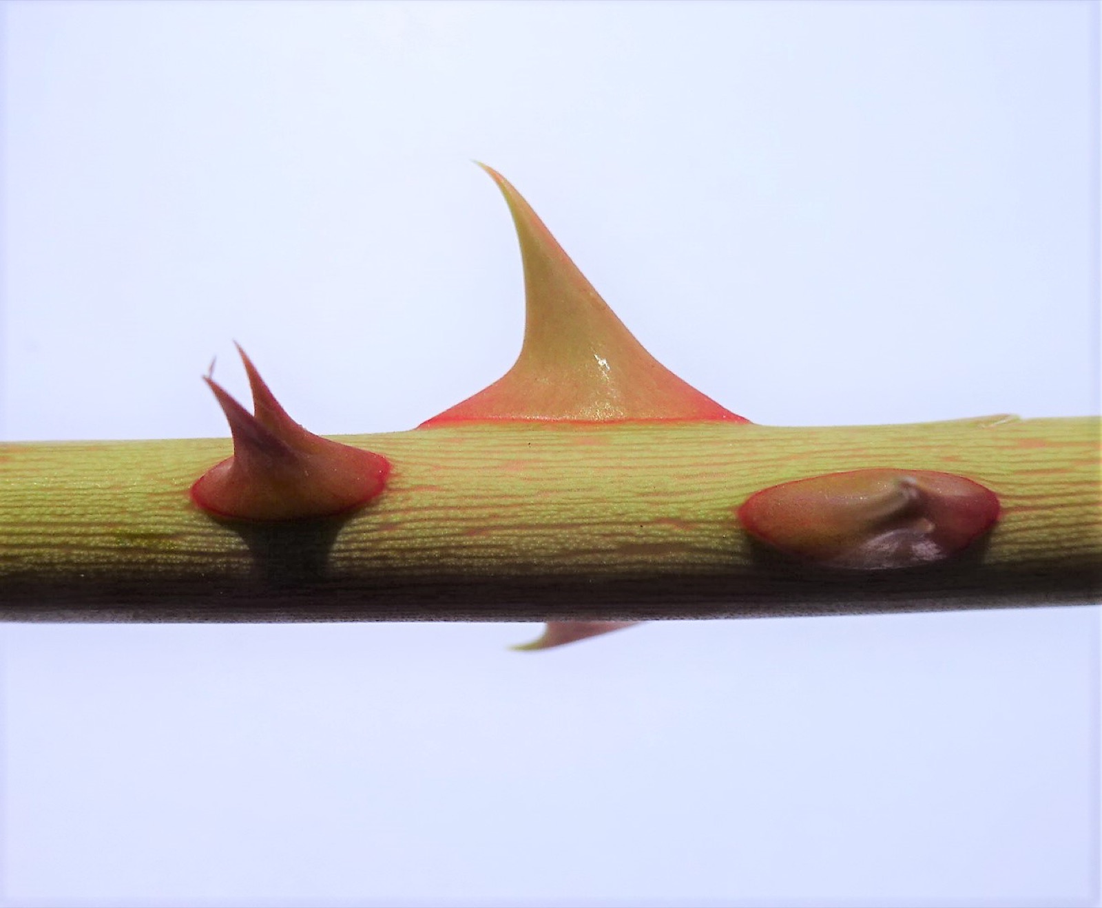 A close-up of sharp red-and-green thorns on a rose stem against a white background.