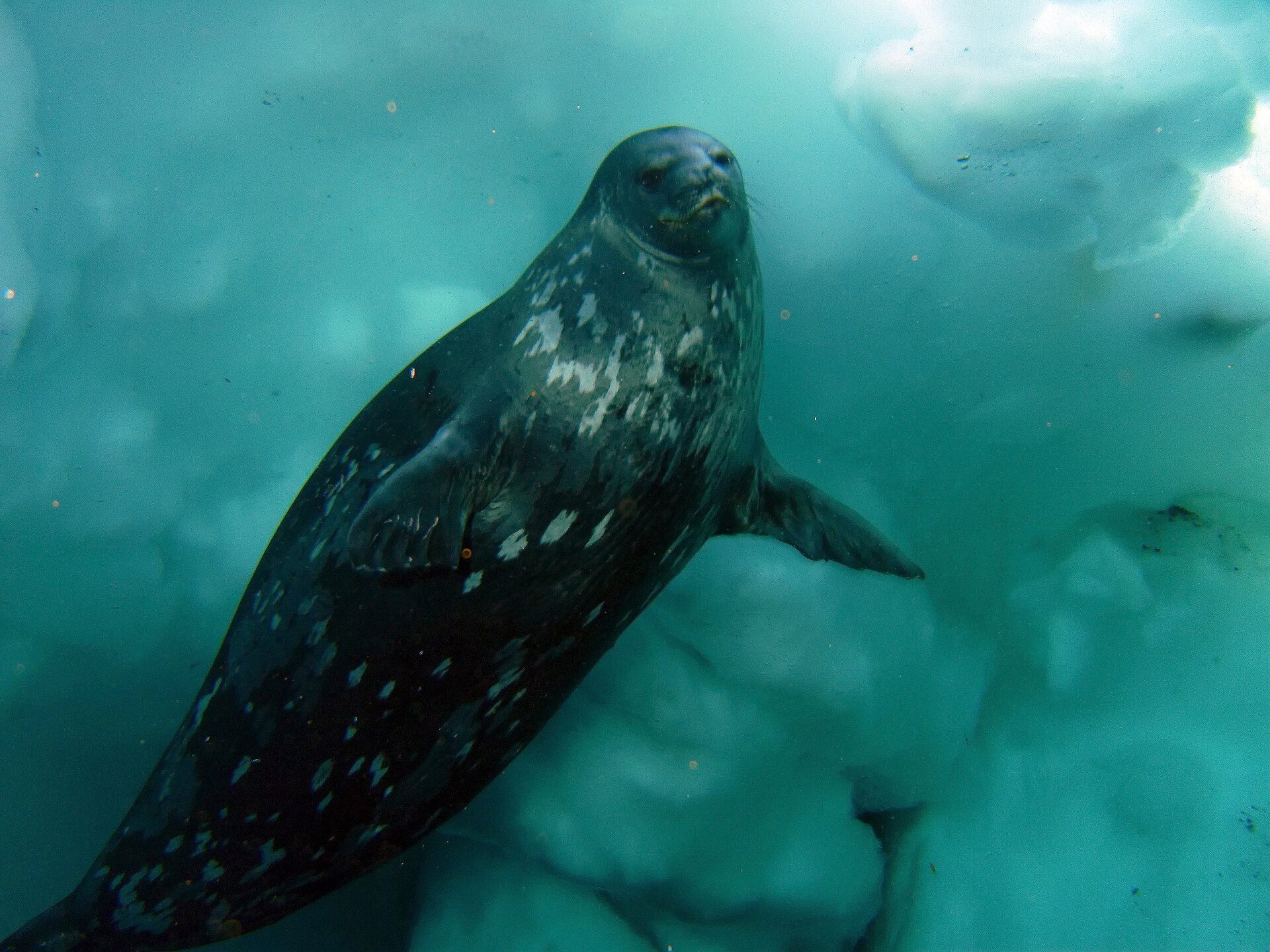 A Weddell seal gliding through clear blue water beneath the Antarctic sea ice