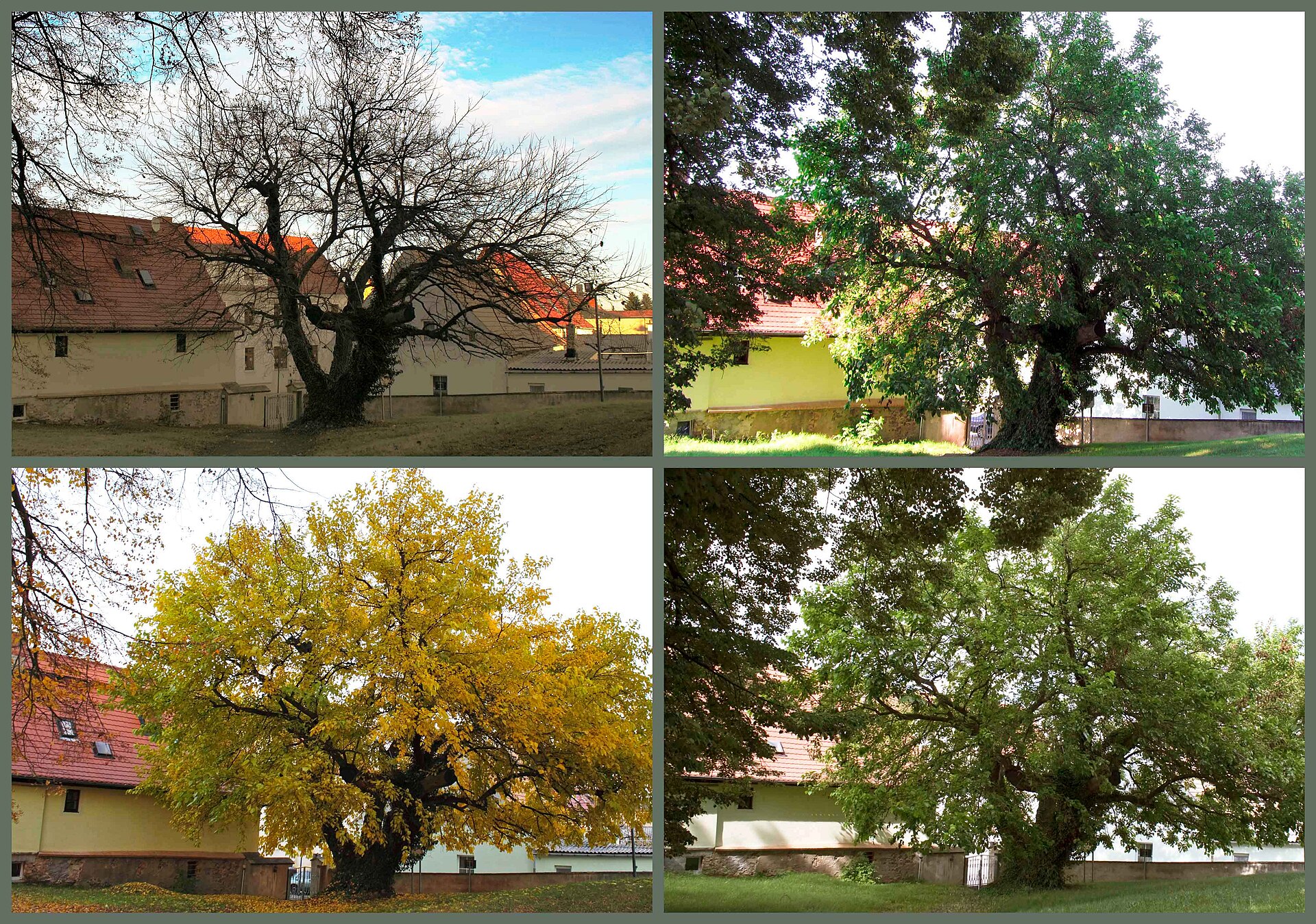 The same large tree beside a farmhouse photographed four times: bare in winter, green in spring, full and leafy in summer, and golden in autumn.
