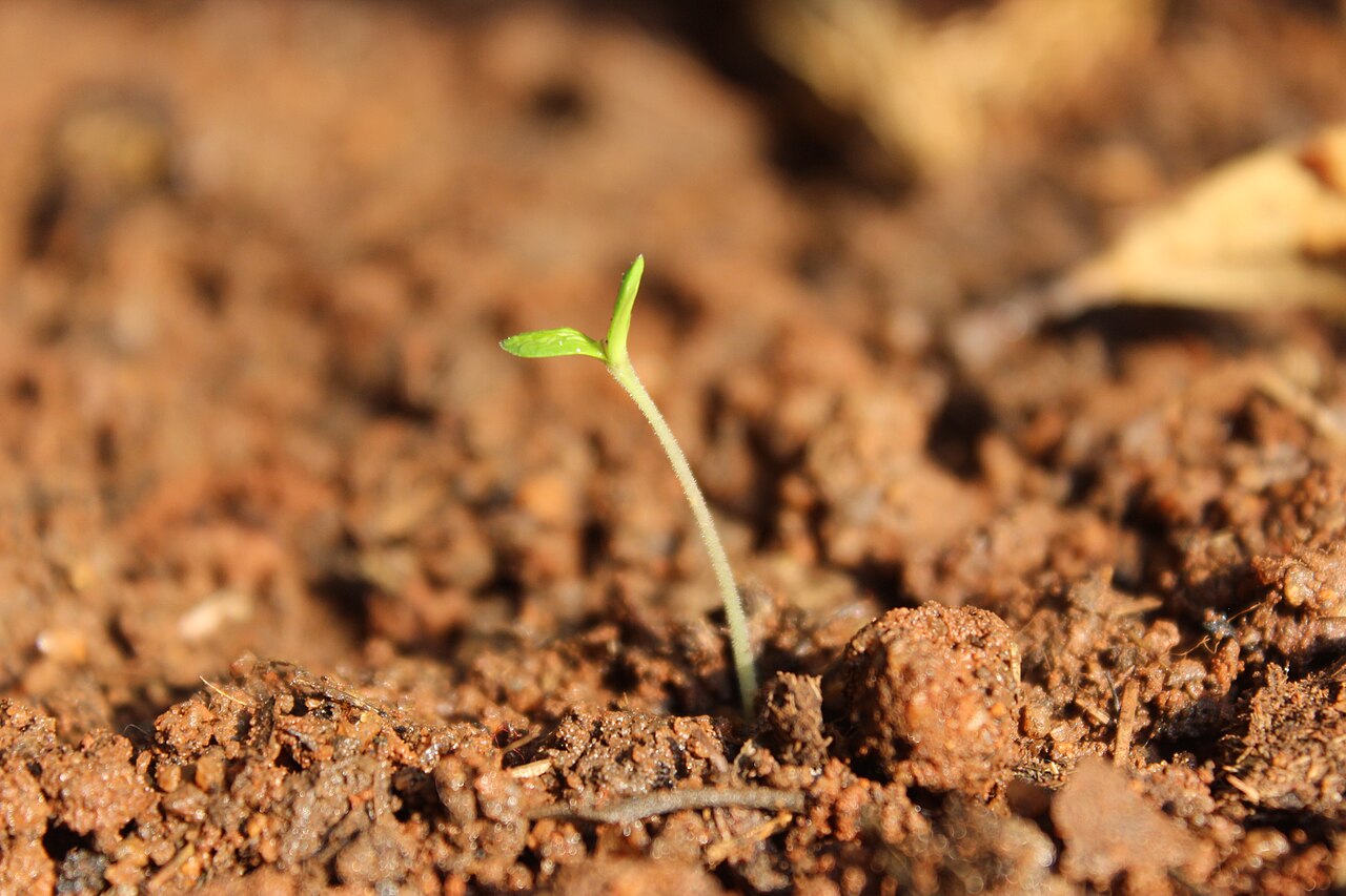 A tiny tomato seedling with two small leaves pushing up out of crumbly brown soil