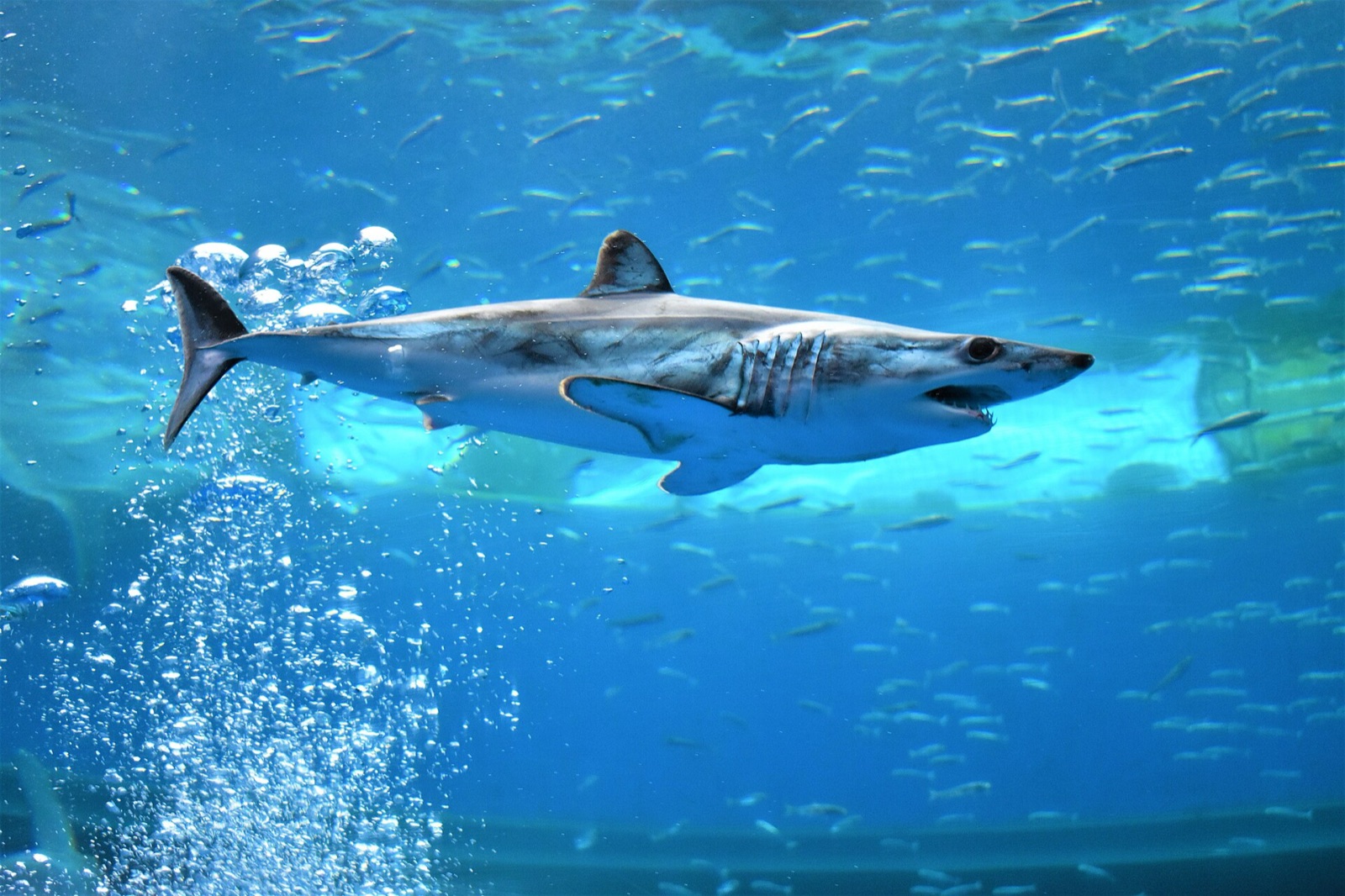 A sleek mako shark gliding through bright blue water, its pointed snout leading the way.