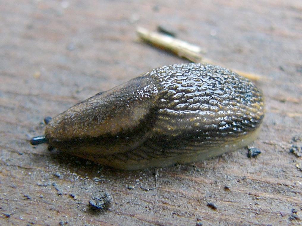 A garden slug, its soft, moist body loses water quickly when it meets salt.