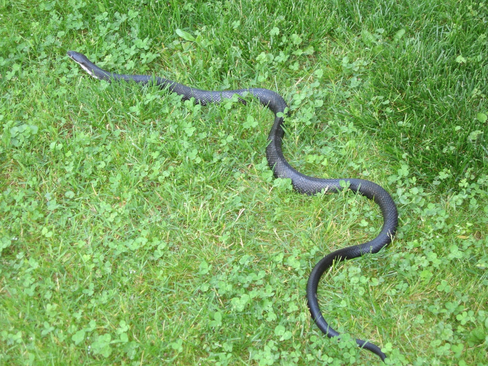 A black snake gliding across grass and clover in a smooth S-shaped curve.