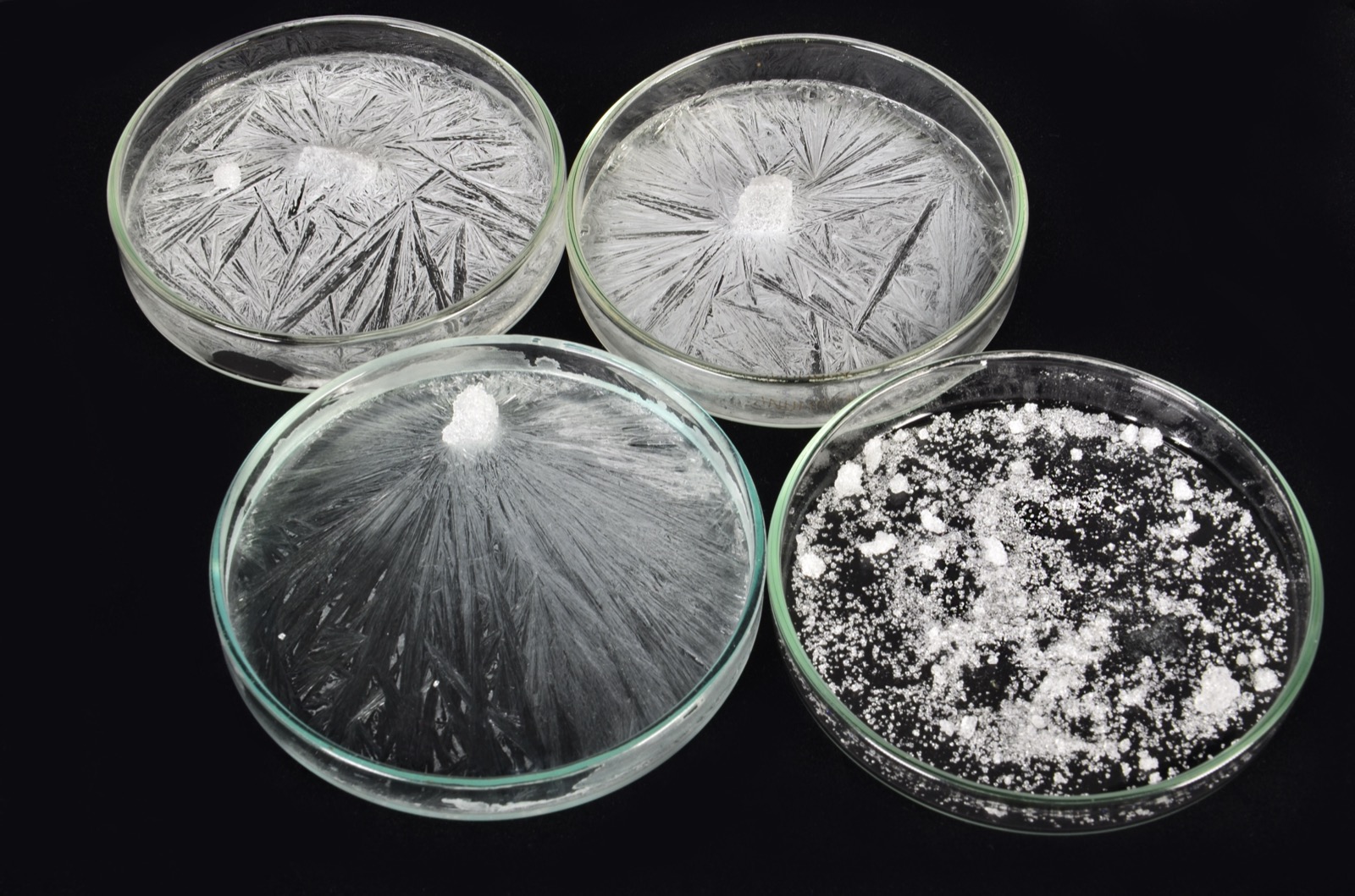 Petri dishes of sodium acetate crystallising into radiating needle patterns, the chemistry inside a reusable hand-warmer.