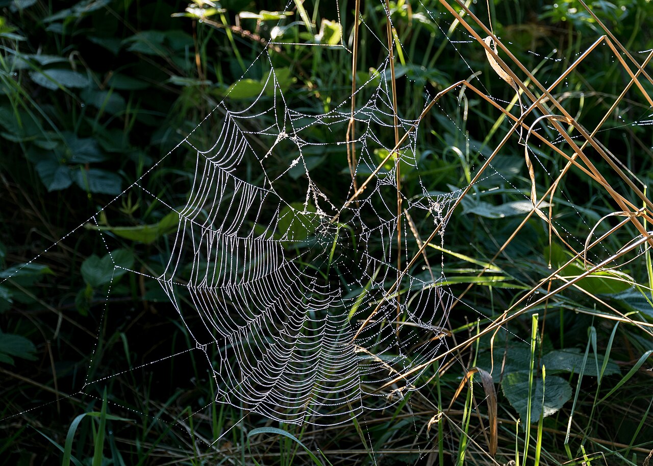 An orb spider's web strung between grass stems, every thread beaded with dew and lit from behind