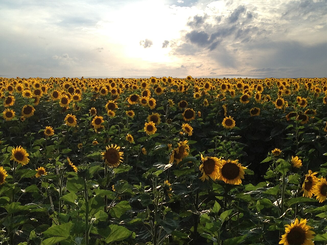 A sunflower field under a bright summer sky
