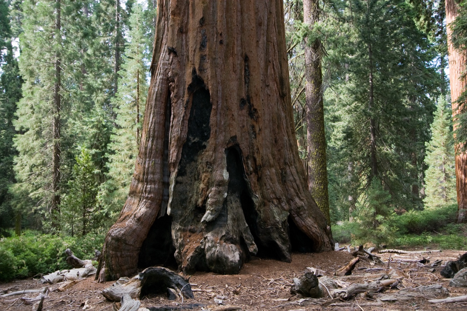 The huge trunk of a giant sequoia (redwood) rising in a forest.