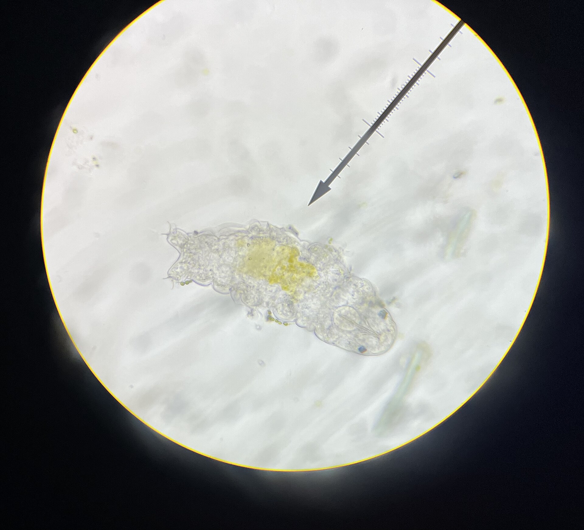 A tardigrade seen down a microscope: a plump, translucent eight-legged animal with a pointer indicating it.