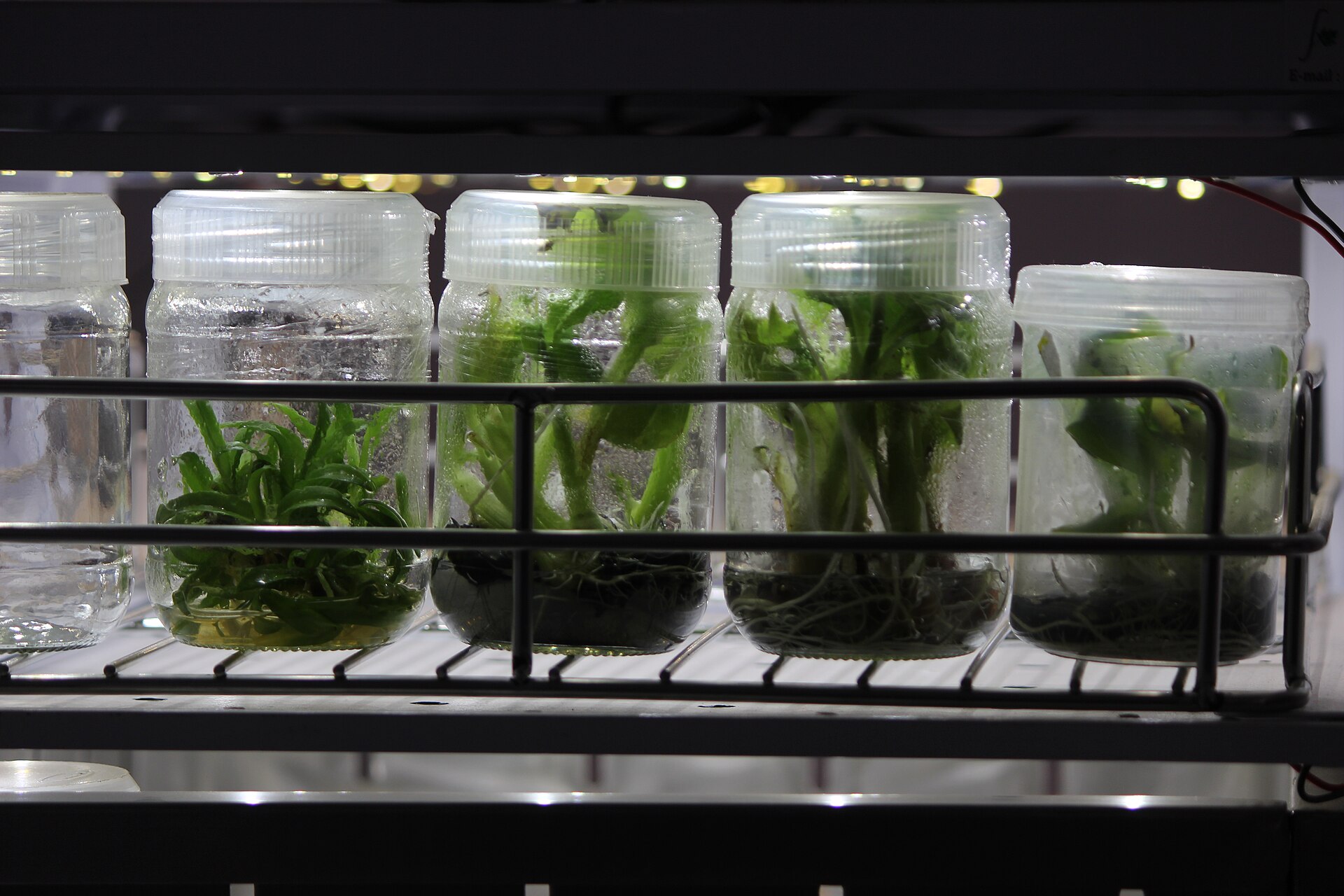 A row of sealed glass jars on a lit laboratory shelf, each holding small green plantlets growing in clear jelly.