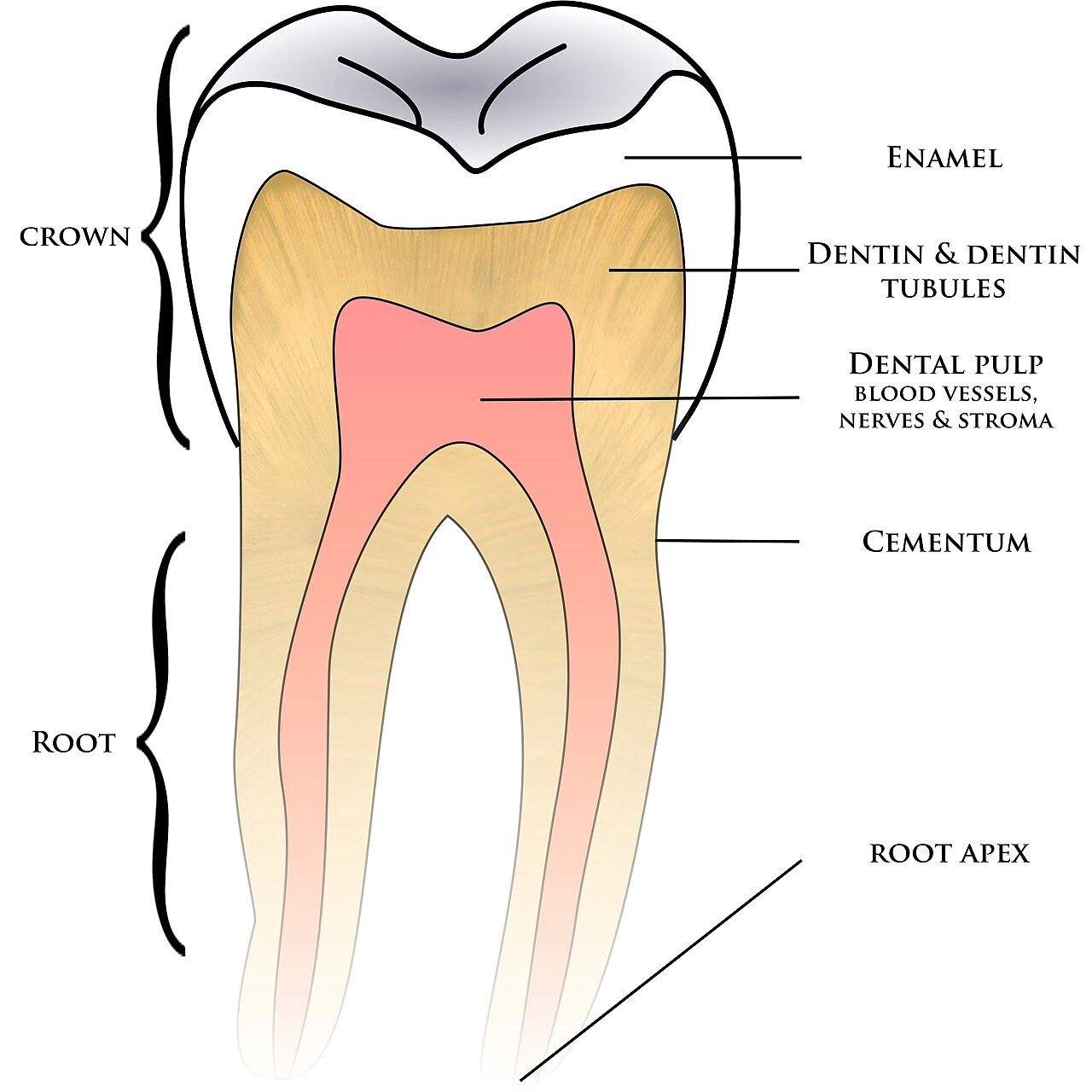 A labelled cross-section of a tooth showing the hard enamel coat over the dentin, with the soft pulp and root beneath