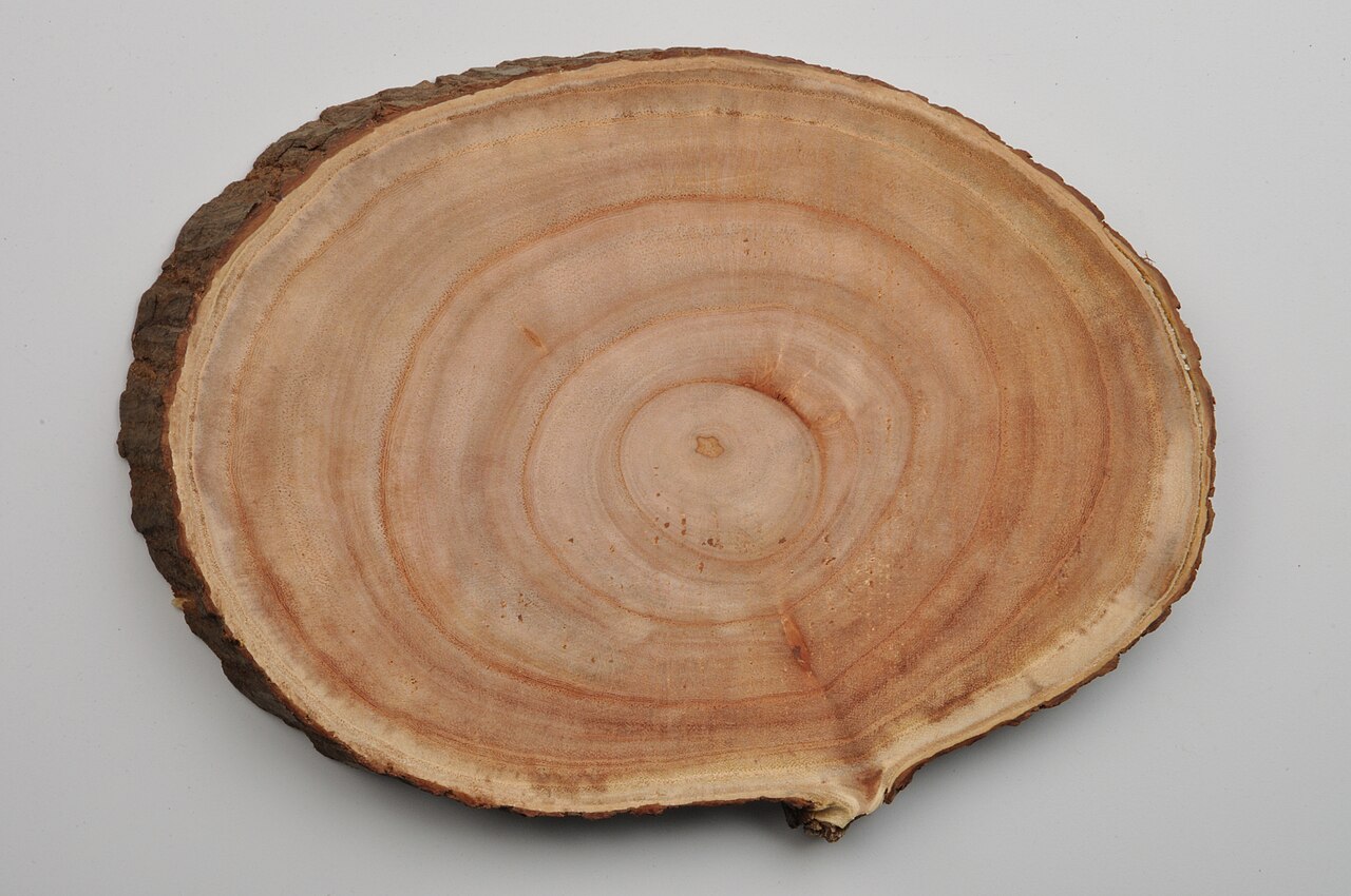 A polished slice cut across a tree trunk, its bark still on the edge and pale and dark growth rings circling out from the centre