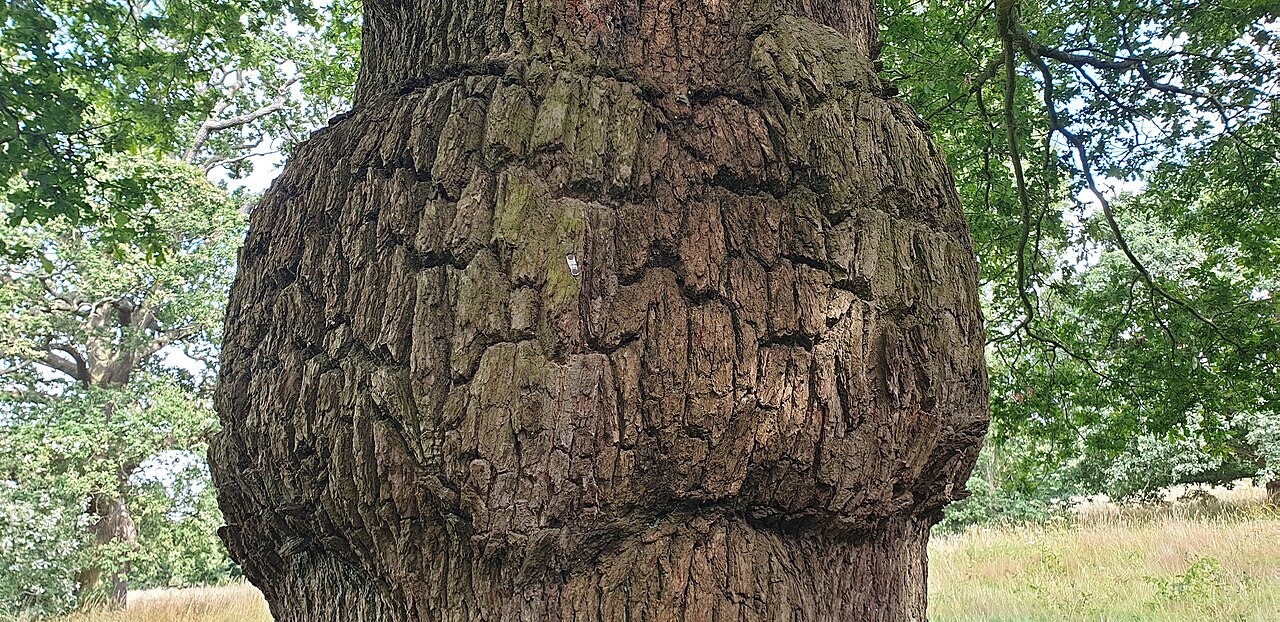 A large oak tree, most of its wood was built from carbon dioxide in the air