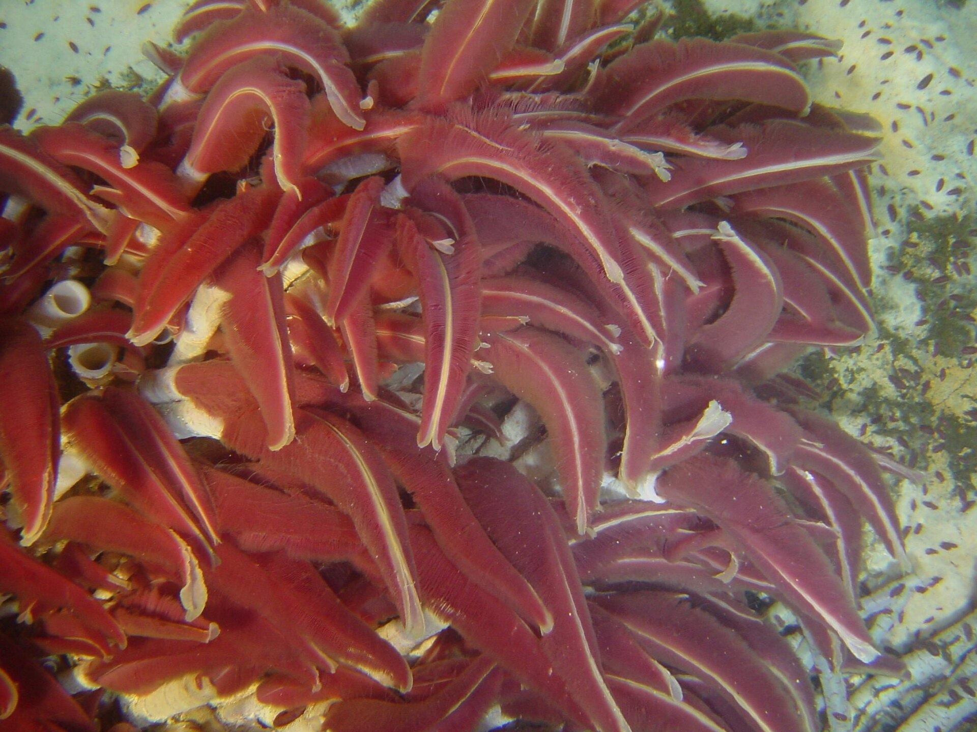 A dense cluster of giant tube worms on the deep sea floor, their deep red plumes emerging from pale tubes.