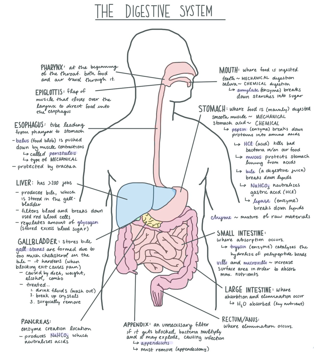 A simple diagram of the human digestive system