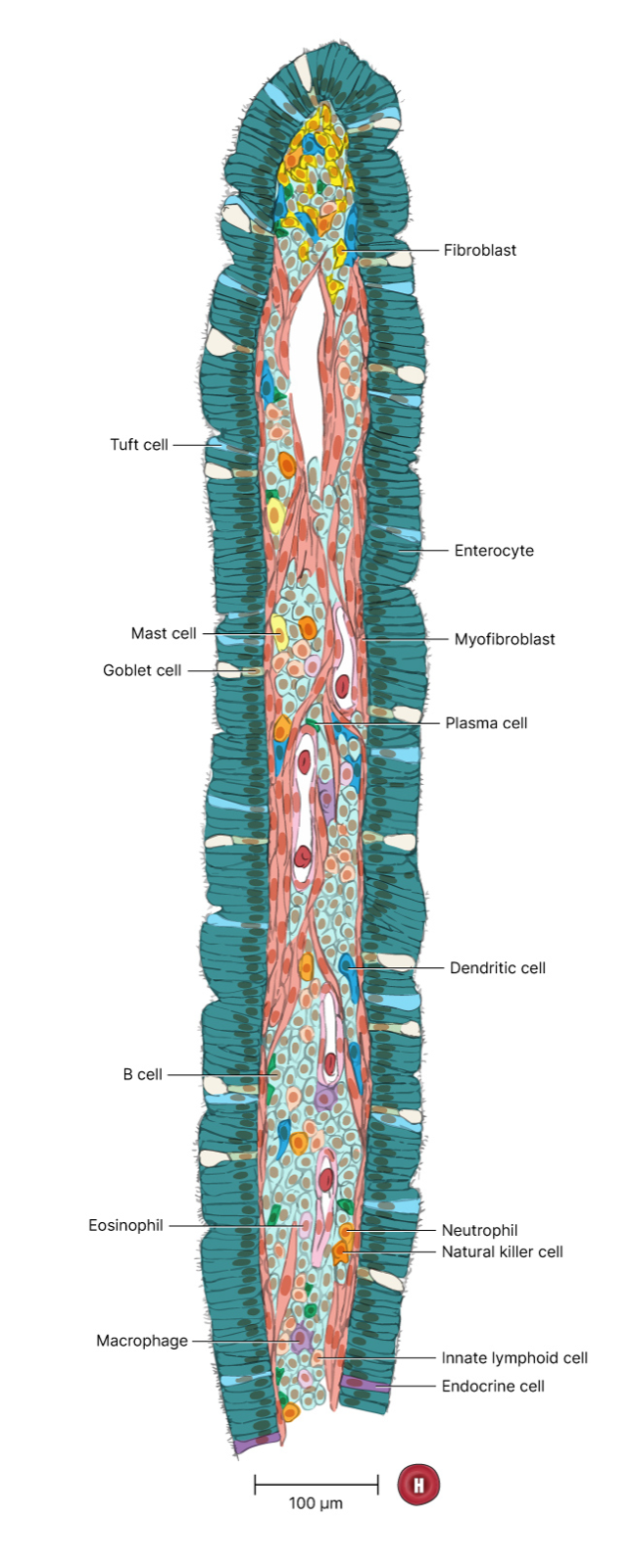 A labelled scientific illustration of a single intestinal villus, the tiny finger-like bump that soaks up nutrients into the blood.