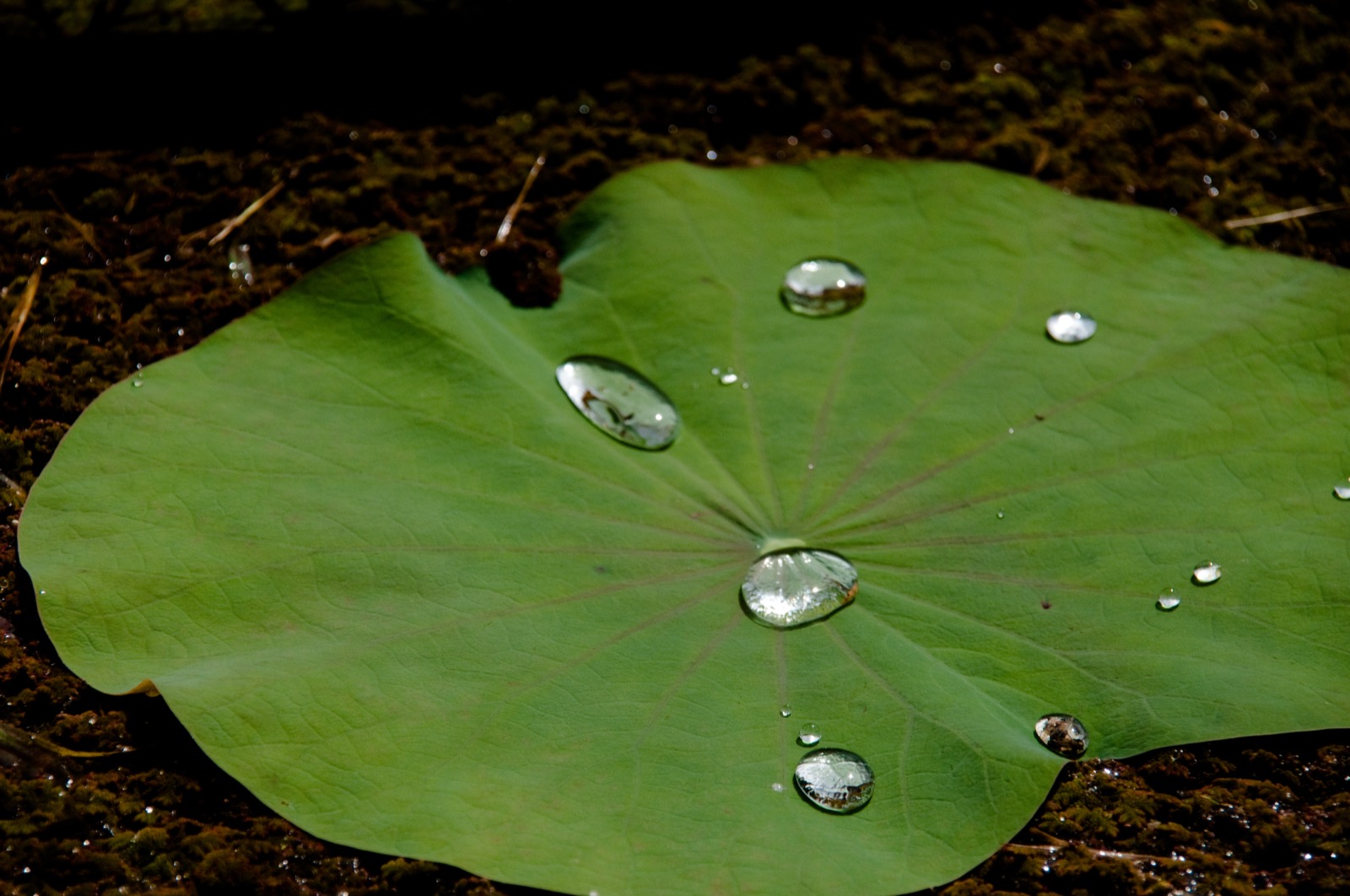 Round water droplets beading up on a lotus leaf.
