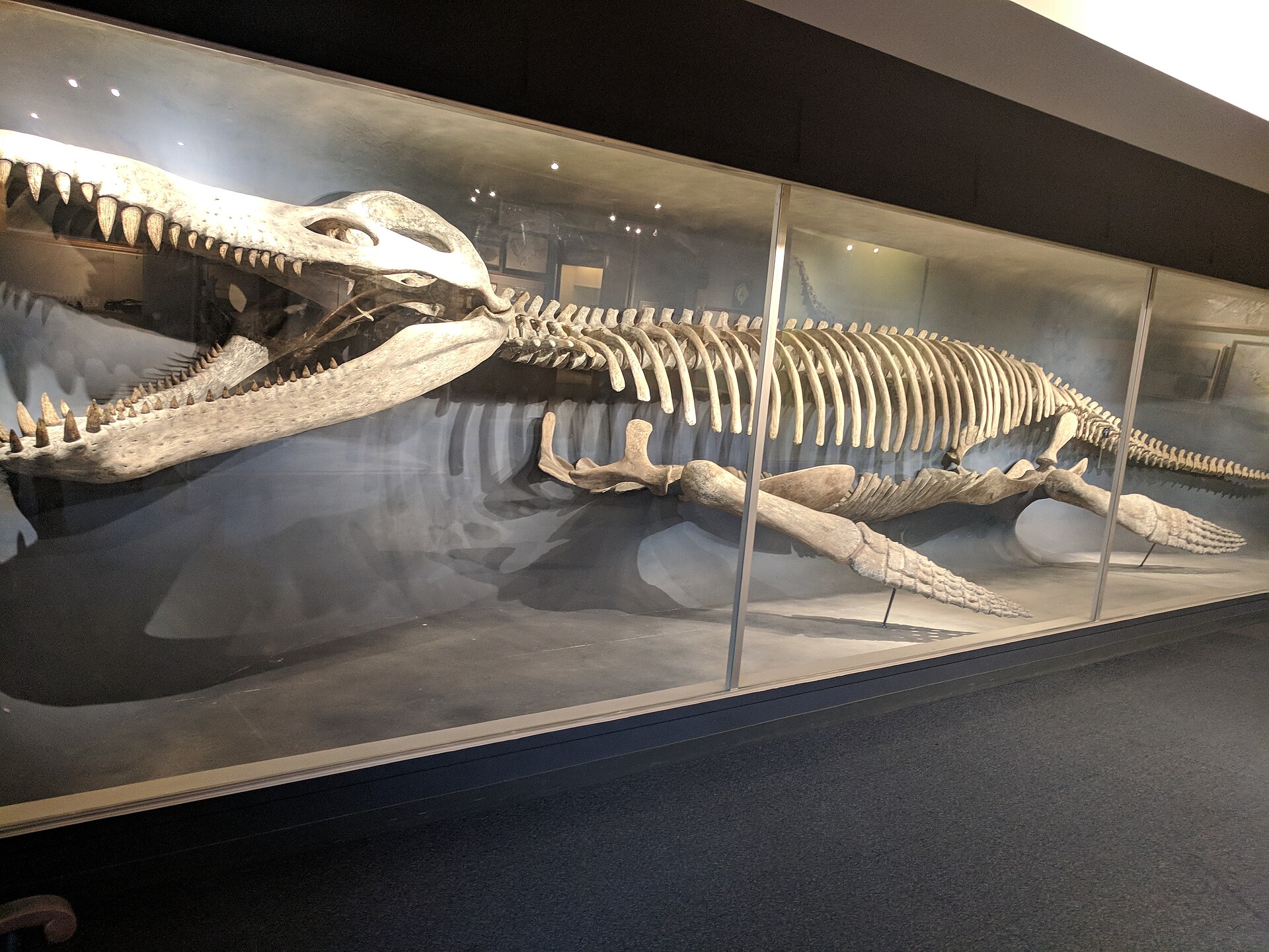 The long skeleton of an ancient whale on display in a museum case, with a toothed skull and a snake-like body.