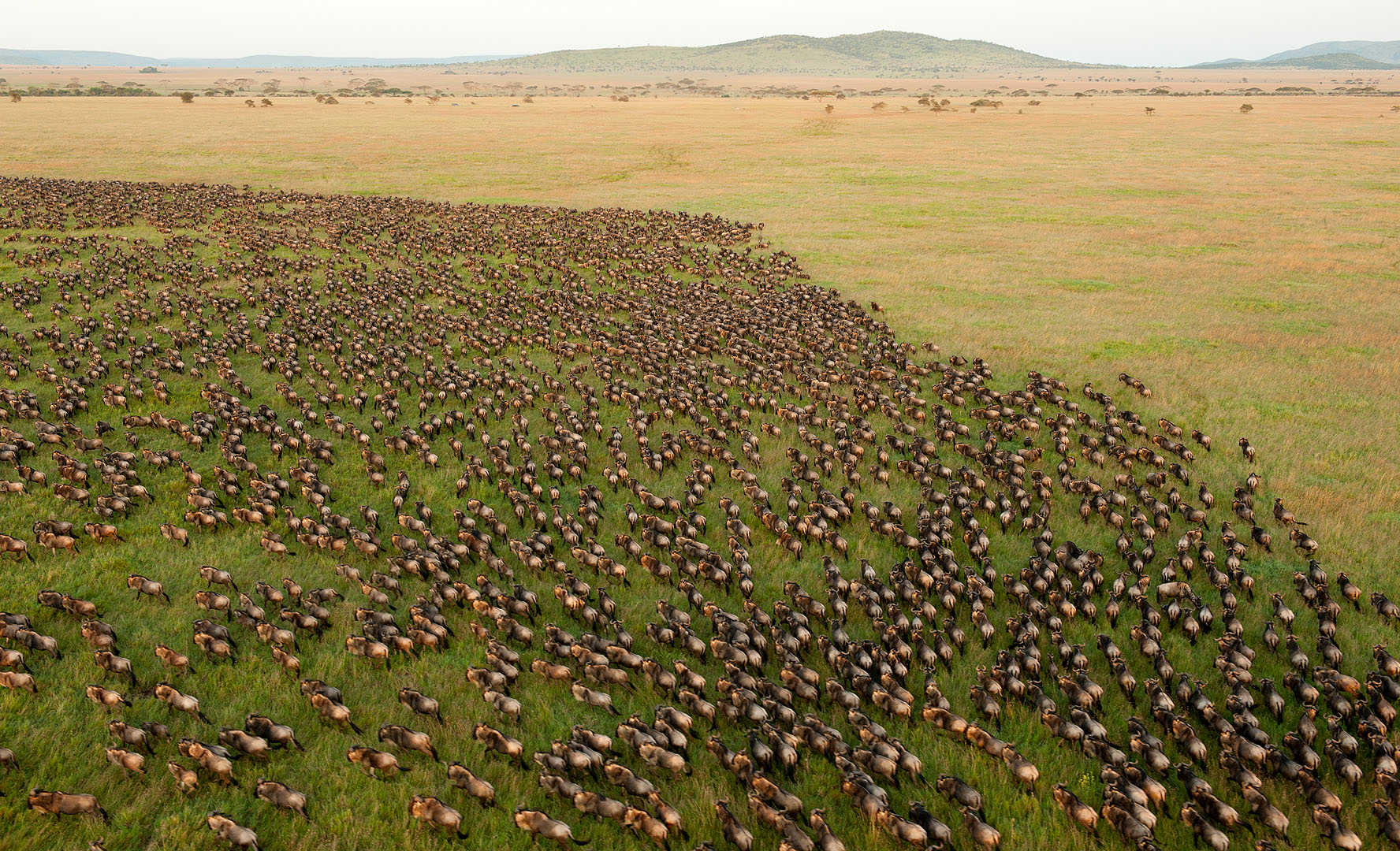 An enormous herd of wildebeest streaming across the Serengeti, thousands of animals filling the green grass with dry bare plains beyond