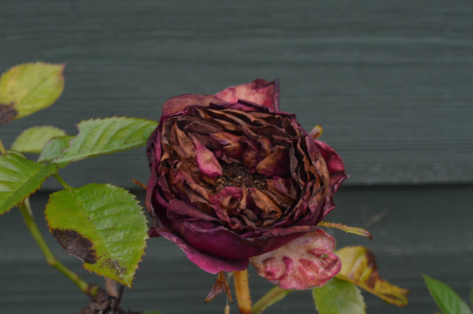 A wilting, drooping rose with browning, curling petals.