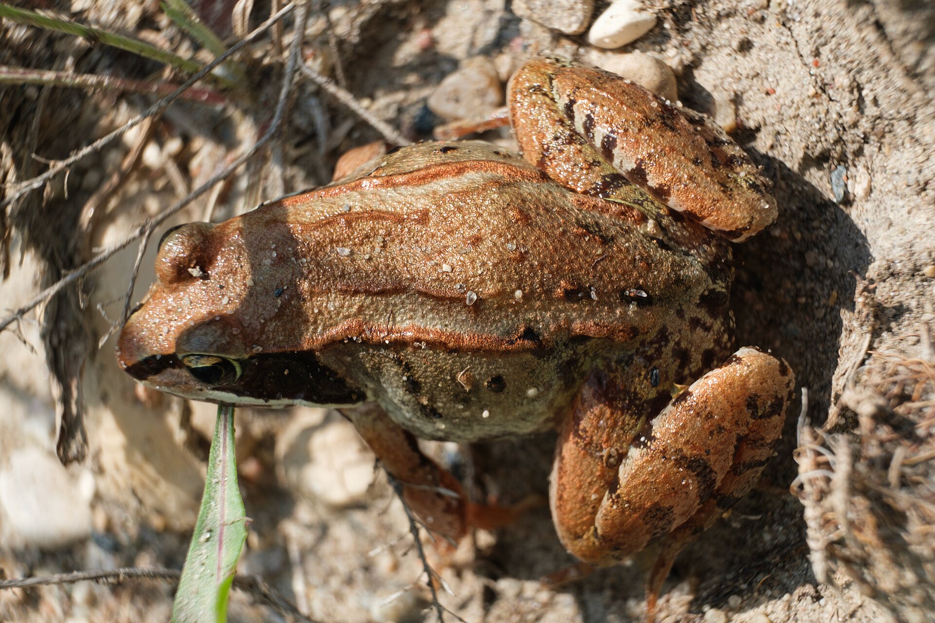A brown and copper wood frog sitting still on sandy ground among dry grass.