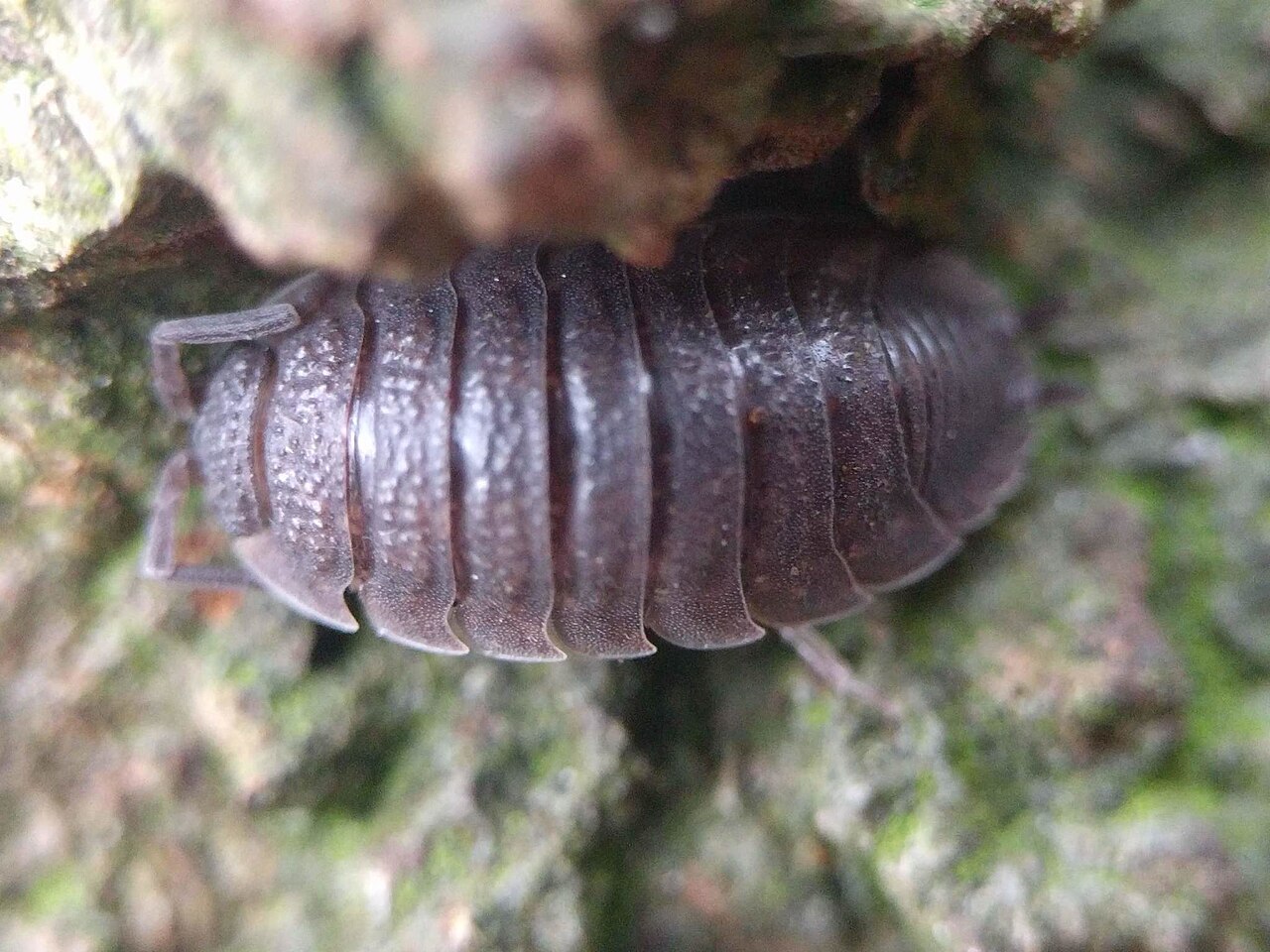 A close-up of a common rough woodlouse on damp mossy bark, its overlapping grey armour plates clearly visible