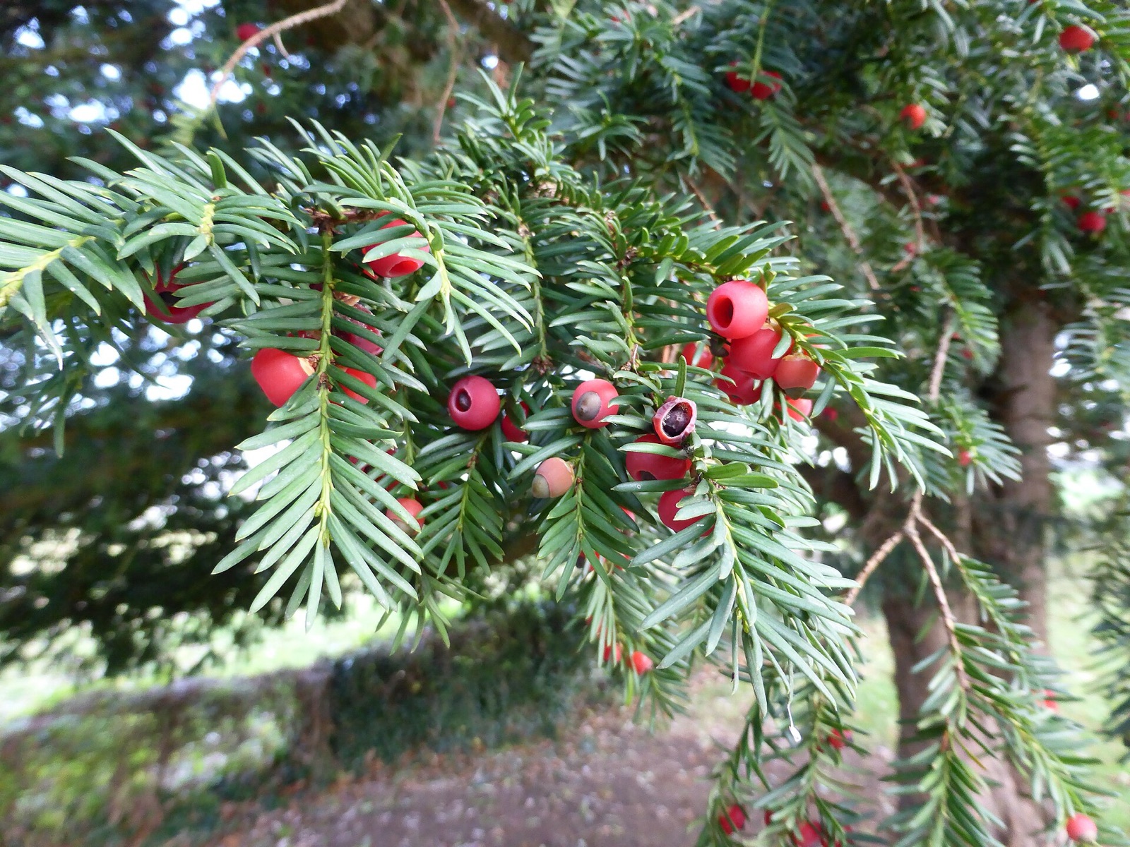 Bright red yew berries nestled among the dark green needles of a yew branch, each with a dark seed inside.