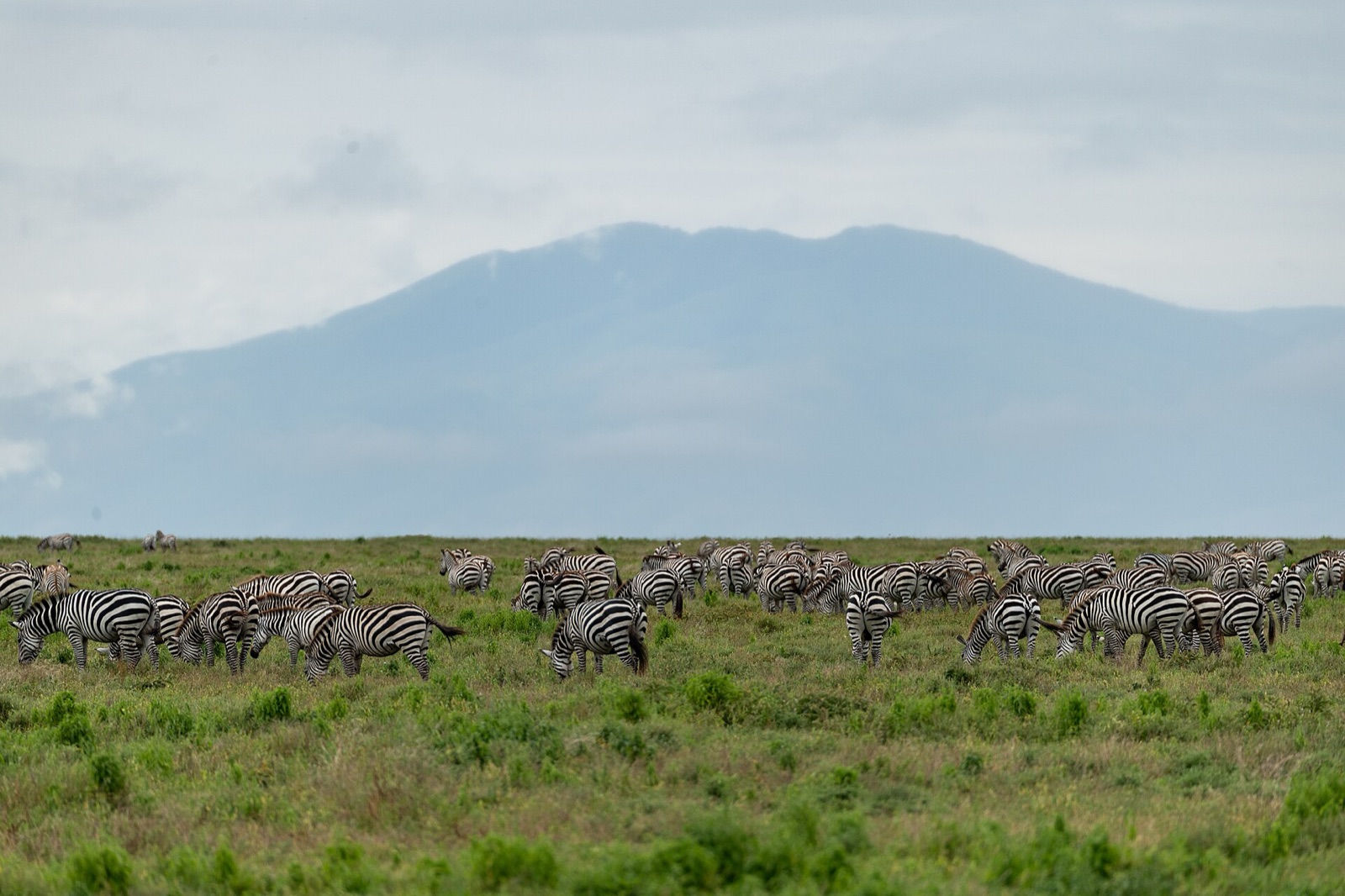 A large herd of zebras grazing on open grassland, their bold black-and-white stripes overlapping into one busy pattern.